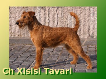 Ch. Xisisi Tavari
