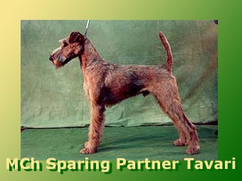 MCh. Sparing Partner Tavari