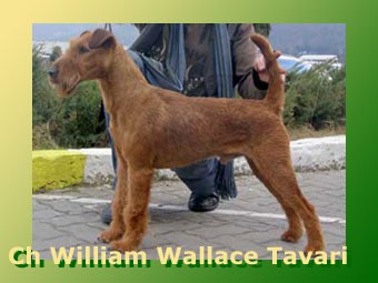 Ch. Wiliam Wallace Tavari